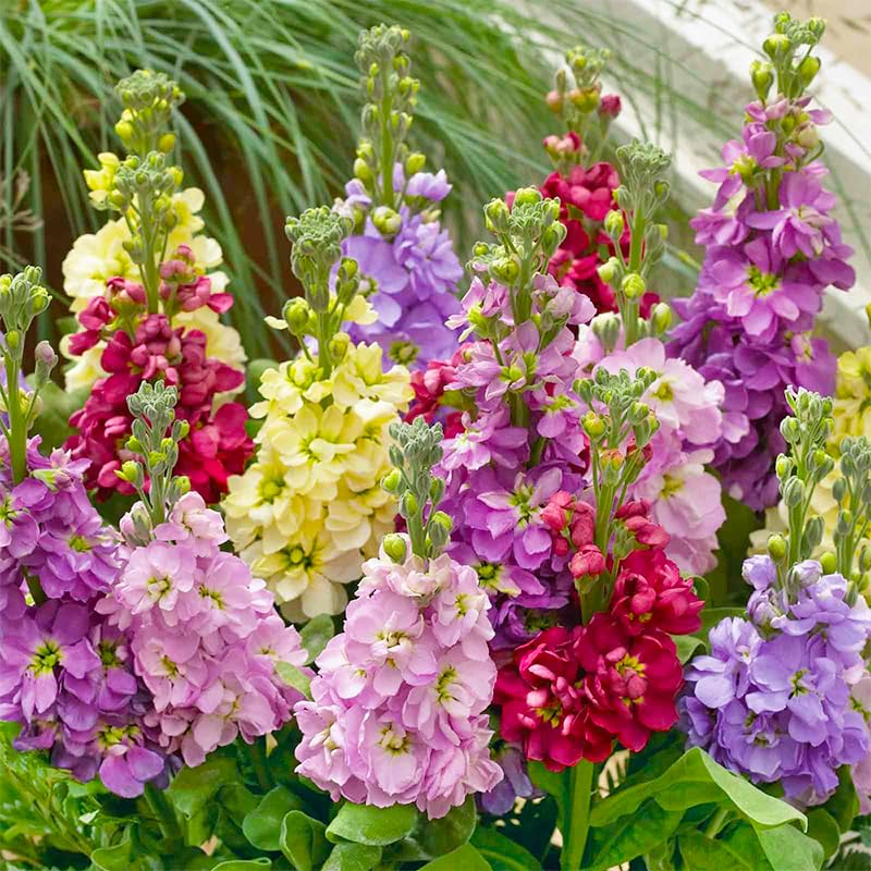 Generic Matthiola Stock flowers border edging for structured, colorful garden borders