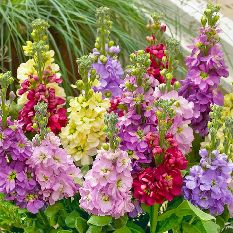 Generic Matthiola Stock flowers border edging for structured, colorful garden borders