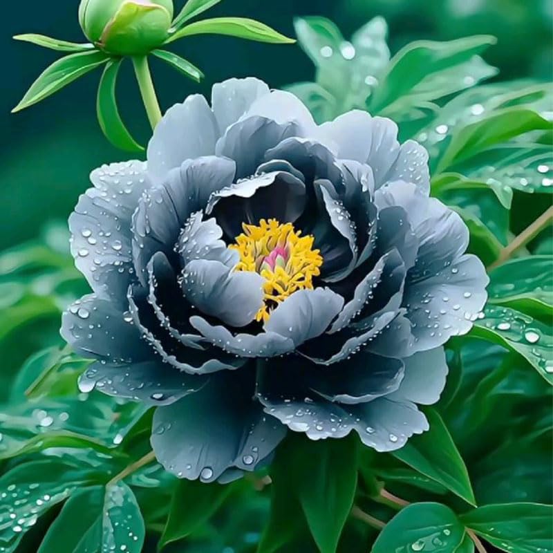 Generic mature peony plant establishing perennial garden structure
