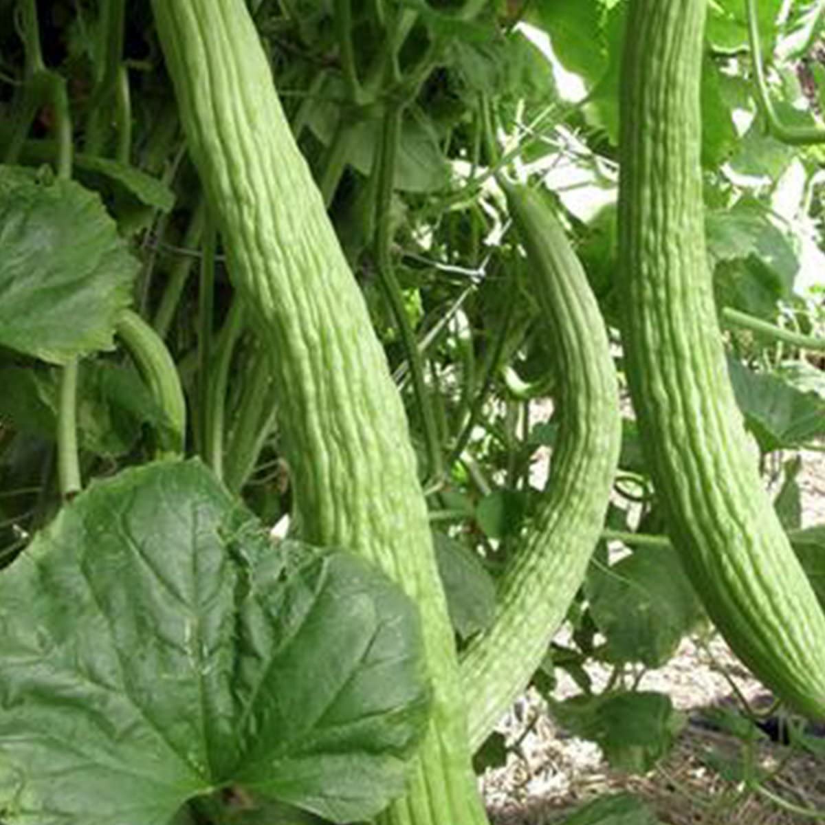 Generic Metki yard-long cucumber seeds, pale-green; ideal for home gardens and long harvests.