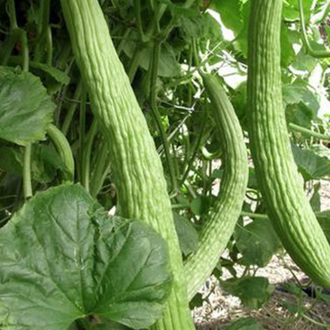 Generic Metki yard-long cucumber seeds, pale-green; ideal for home gardens and long harvests.