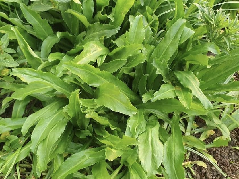Generic Mexican cilantro herb thriving in a container garden for easy harvest.