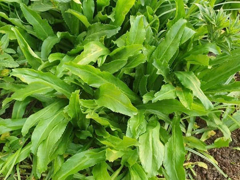 Generic Mexican cilantro herb thriving in a container garden for easy harvest.