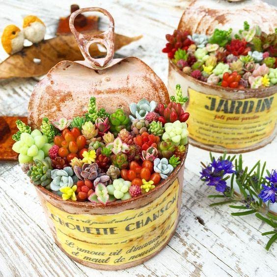 Generic mini succulent seeds pack ideal for decorative terrariums and outdoor displays.