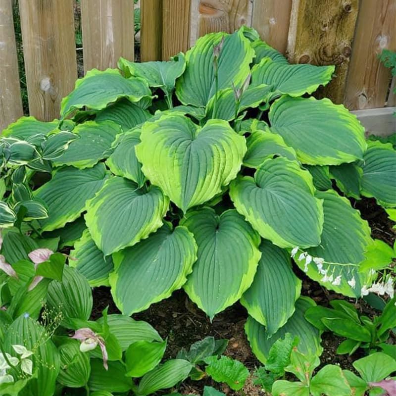 Generic Mix Hosta Seeds 215Pcs lush ground-cover foliage for soil protection