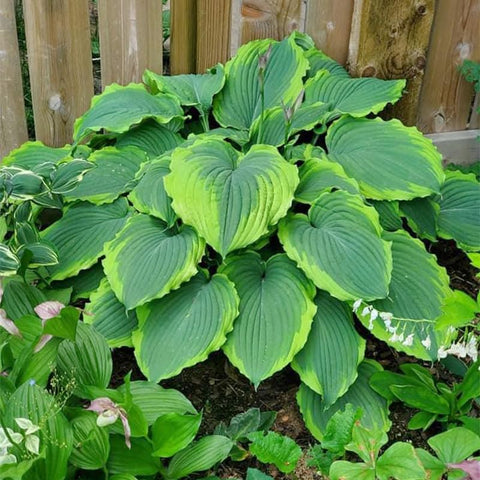 Generic Mix Hosta Seeds 215Pcs lush ground-cover foliage for soil protection