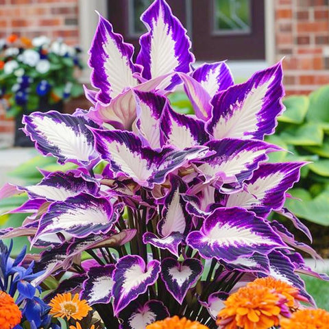 Generic Mix Hosta Seeds 215Pcs indoor sowing to start resilient seedlings