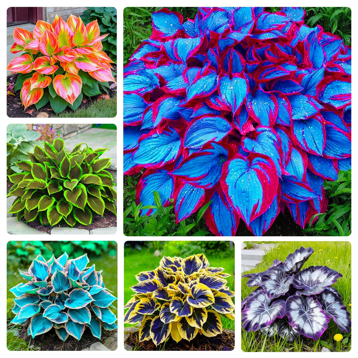 Generic Mix Hosta Seeds 215Pcs seed-pack for shade garden ground cover