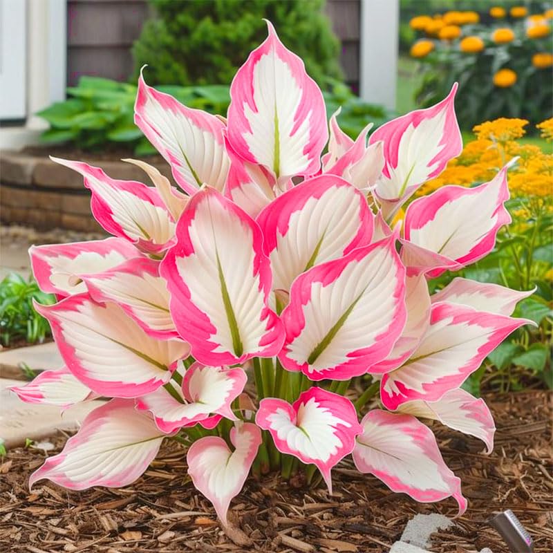 Generic Mix Hosta Seeds 215Pcs variegated leaves thrive in shade