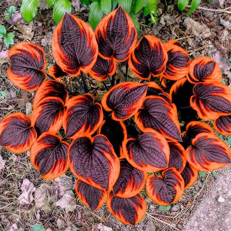 Generic Mix Hosta Seeds 215Pcs stratification setup promoting germination