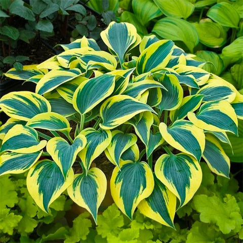 Generic Mix Hosta Seeds 215Pcs varied leaf colors add texture