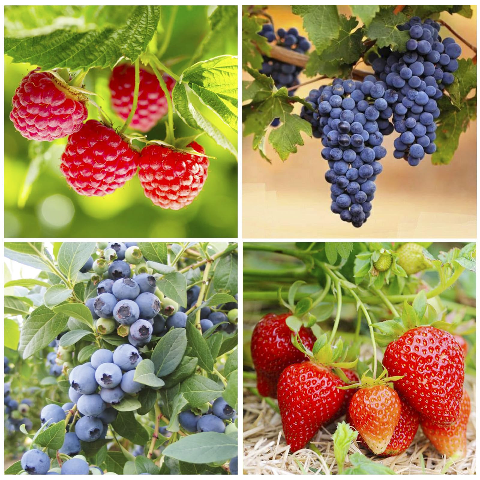 Generic Mixed Berry Seeds Pack front view, perfect for starting a diverse home patch.