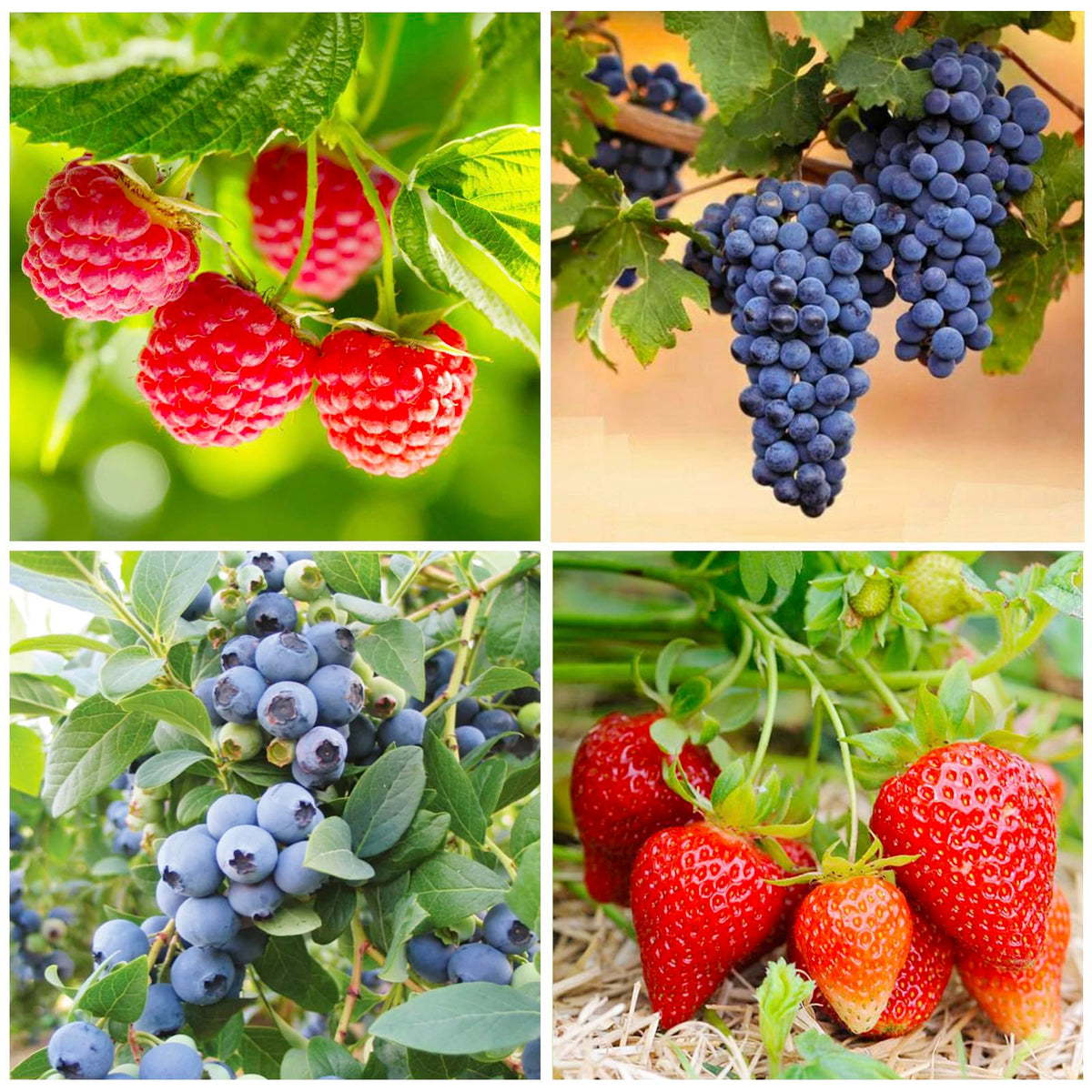 Generic Mixed Berry Seeds Pack front view, perfect for starting a diverse home patch.