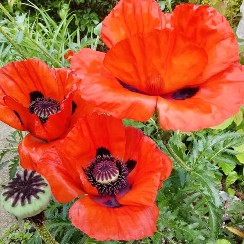 Generic mixed poppy seeds in a border-bed, creating a lively, color-splashed garden edge.