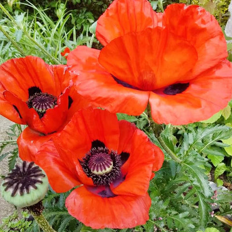Generic mixed poppy seeds in a border-bed, creating a lively, color-splashed garden edge.