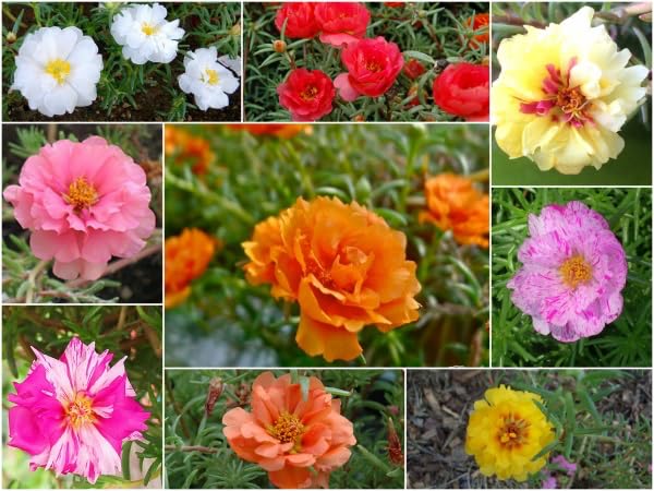 Generic 10,000+ seed pack for filling beds quickly with low-maintenance color.