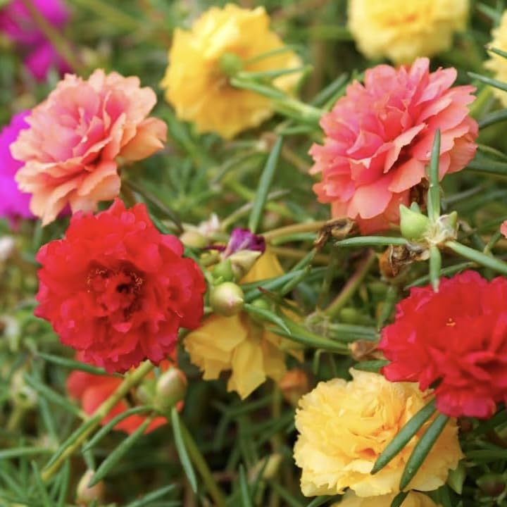 Generic Moss Rose Seeds in mixed colors bloom for vibrant garden borders all summer.