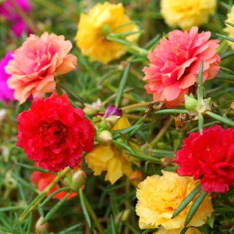 Generic Moss Rose Seeds in mixed colors bloom for vibrant garden borders all summer.