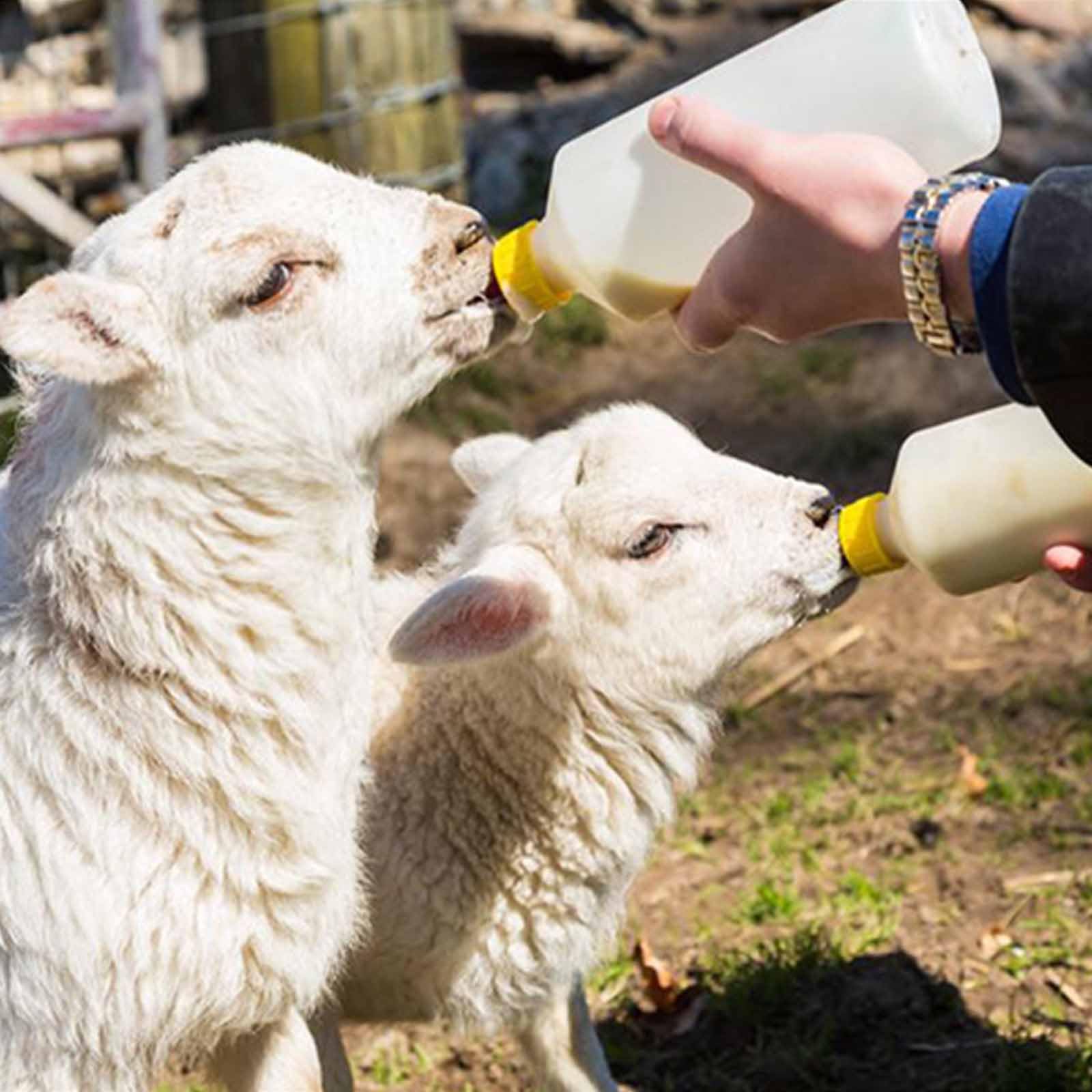 Generic multi-animal feeding kit image with goats, piglets, and puppies on farm.
