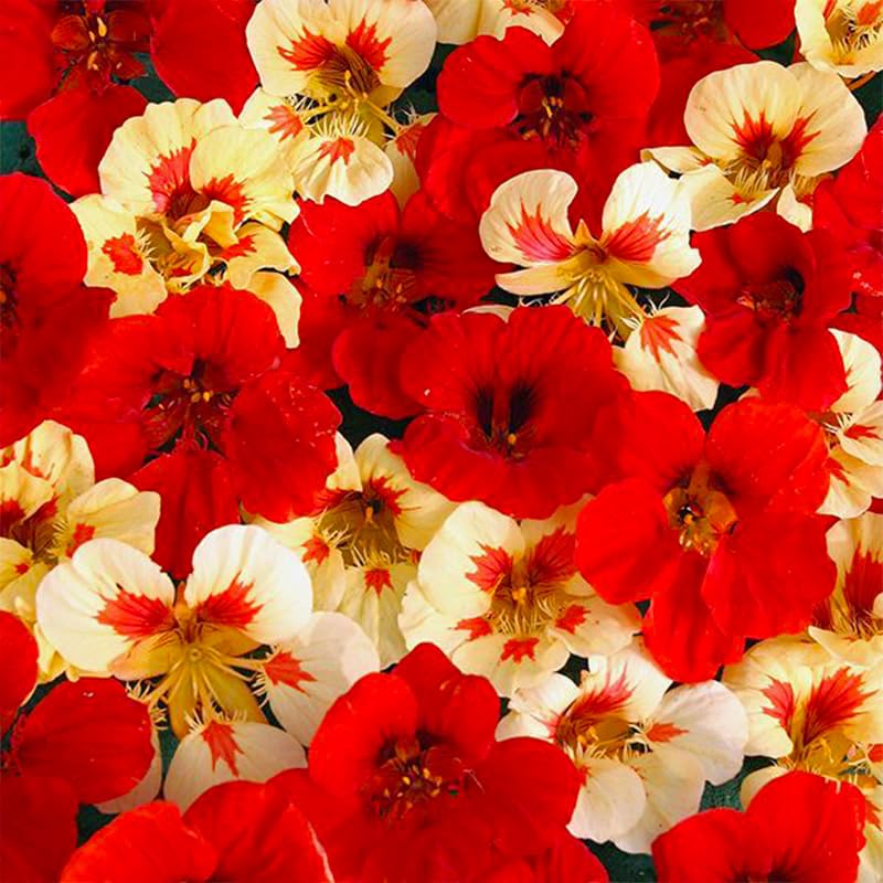 Generic nasturtium seeds ideal for borders and containers with simple growing setup.
