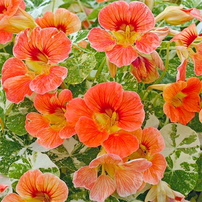 Generic nasturtium seeds direct-planting steps guide easy sowing after frost.
