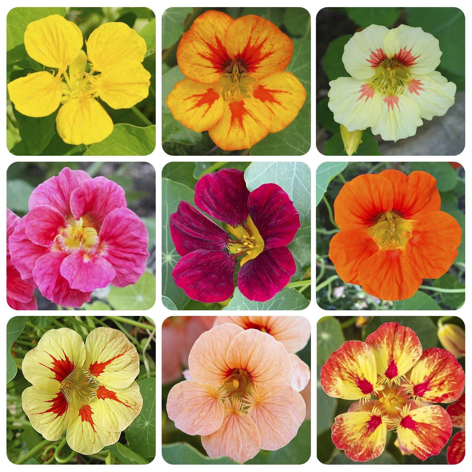 Generic nasturtium seeds mix offers vibrant blooms for colorful borders.