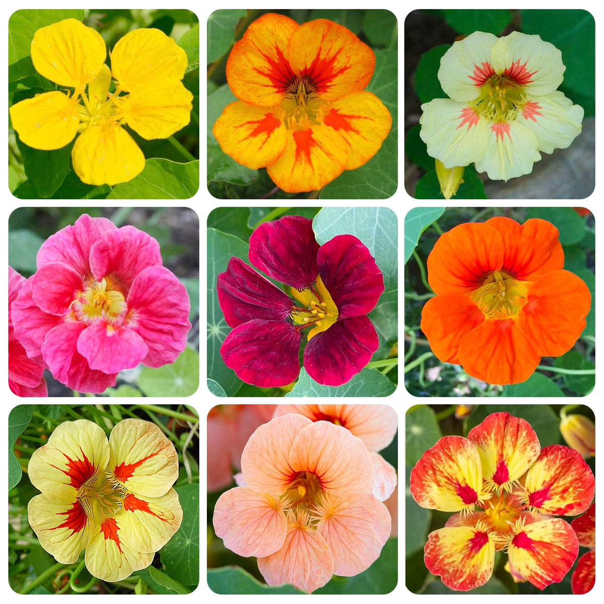 Generic nasturtium seeds mix offers vibrant blooms for colorful borders.