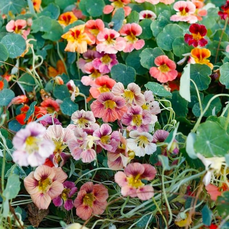 Generic nasturtium seeds attract bees and butterflies while brightening outdoor spaces.