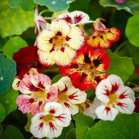 Generic nasturtium seeds showcase bright blooms for garden color and pollinator appeal.