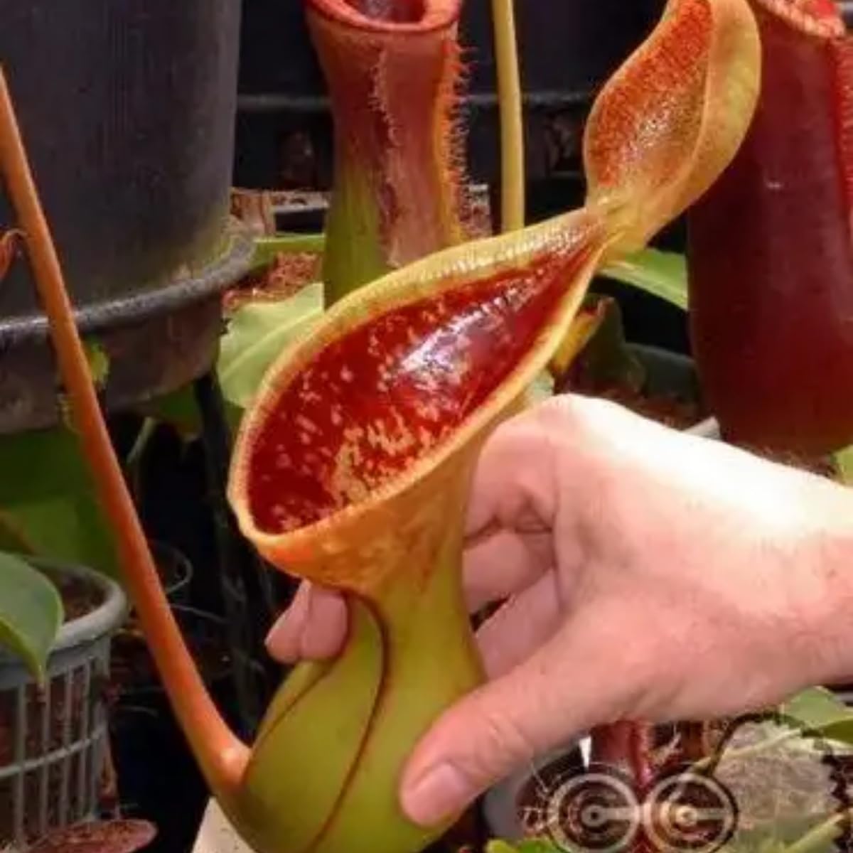 Generic Nepenthes seeds beginner-care highlight germination ease and simple care routines