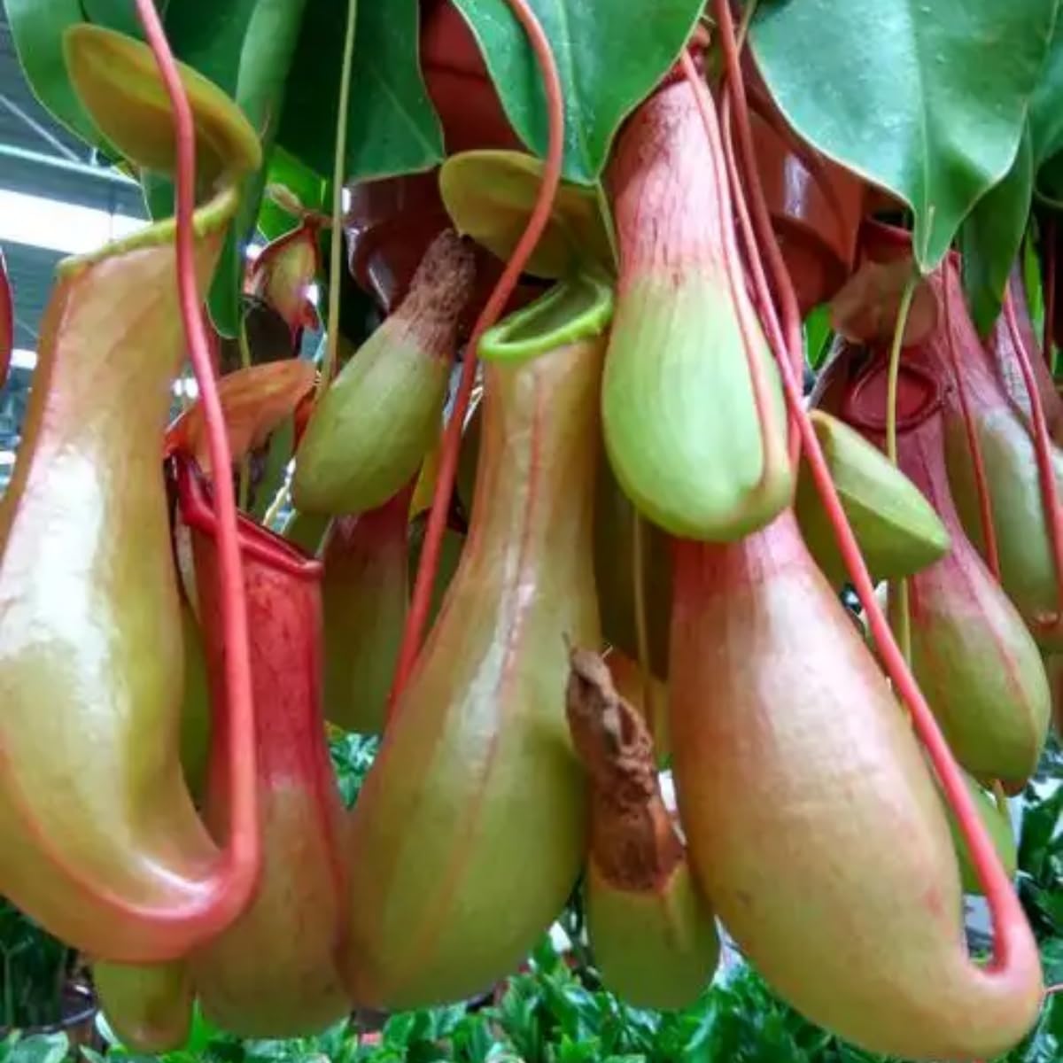 Generic Nepenthes seeds hanging-pot setup emphasizes versatile display on balconies
