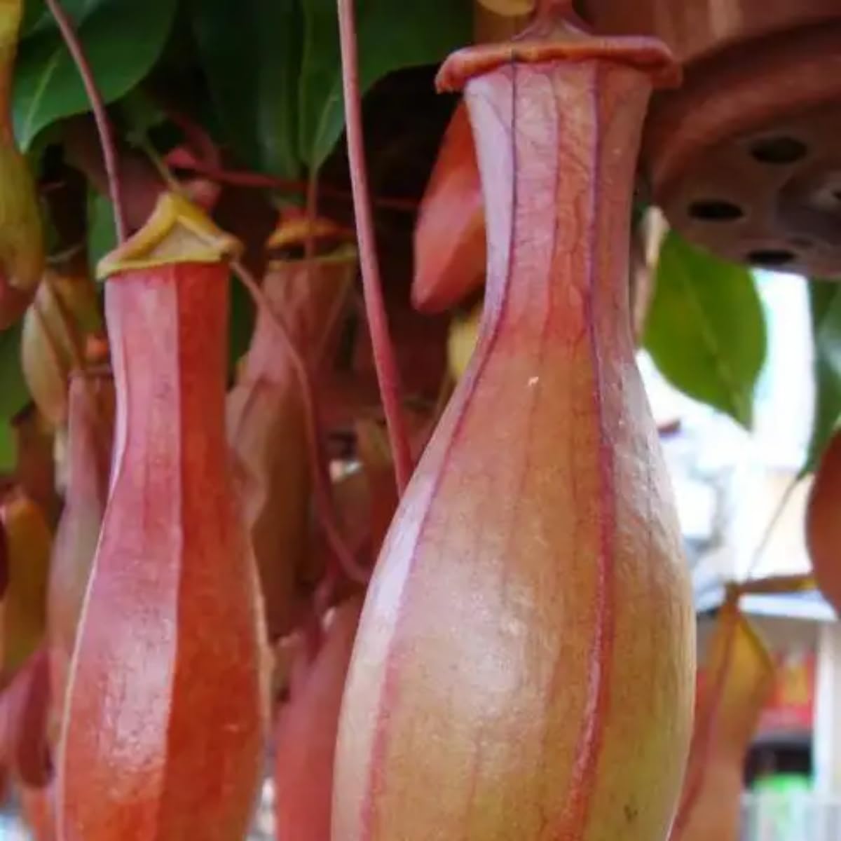 Generic Nepenthes seeds inflorescence closeup illustrating delicate seasonal blooms for garden interest