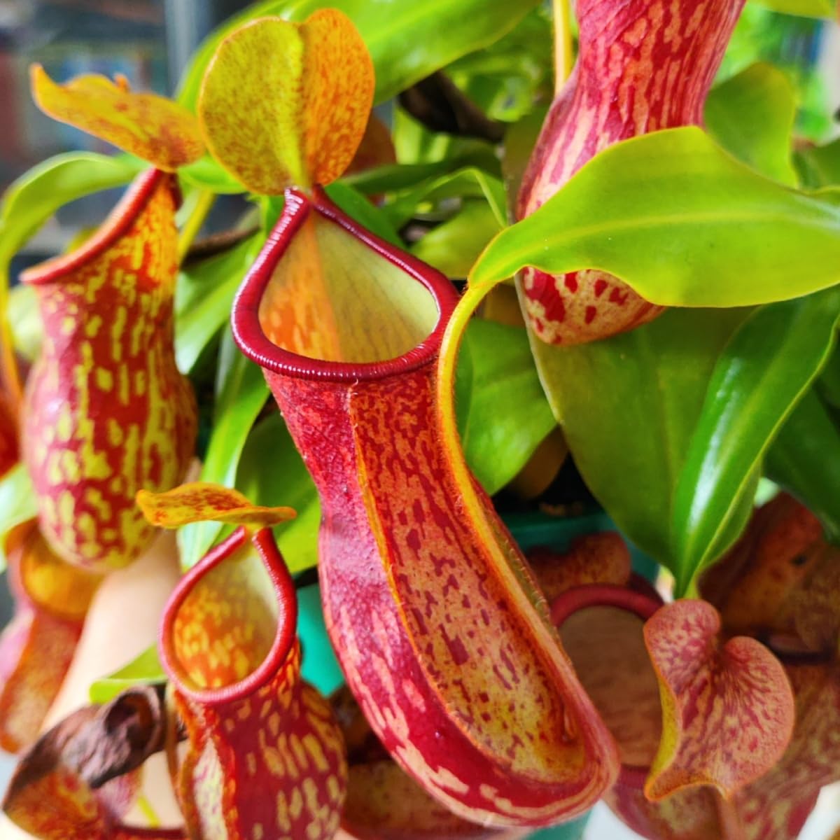 Generic Nepenthes seeds moisture-care diagram demonstrates easy watering for beginners