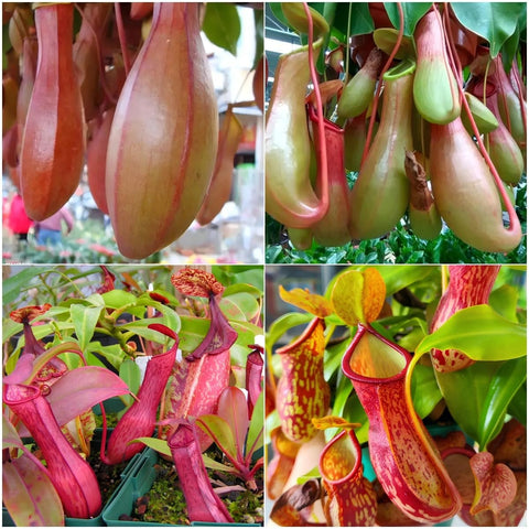 Generic Nepenthes seeds pitcher structure closeup highlighting vibrant pitchers for balcony decor