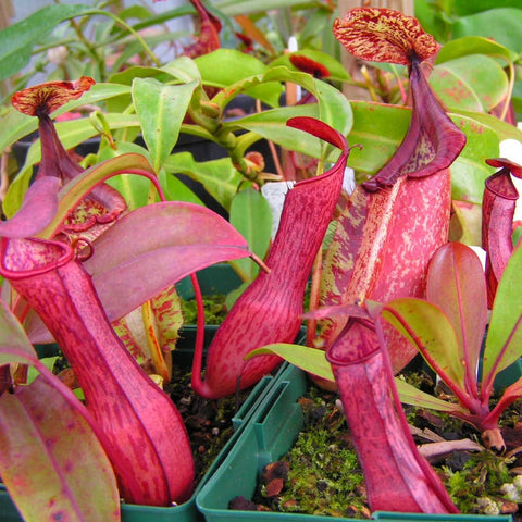 Generic Nepenthes seeds germination-to-plant journey visuals invite hands-on carnivorous gardening