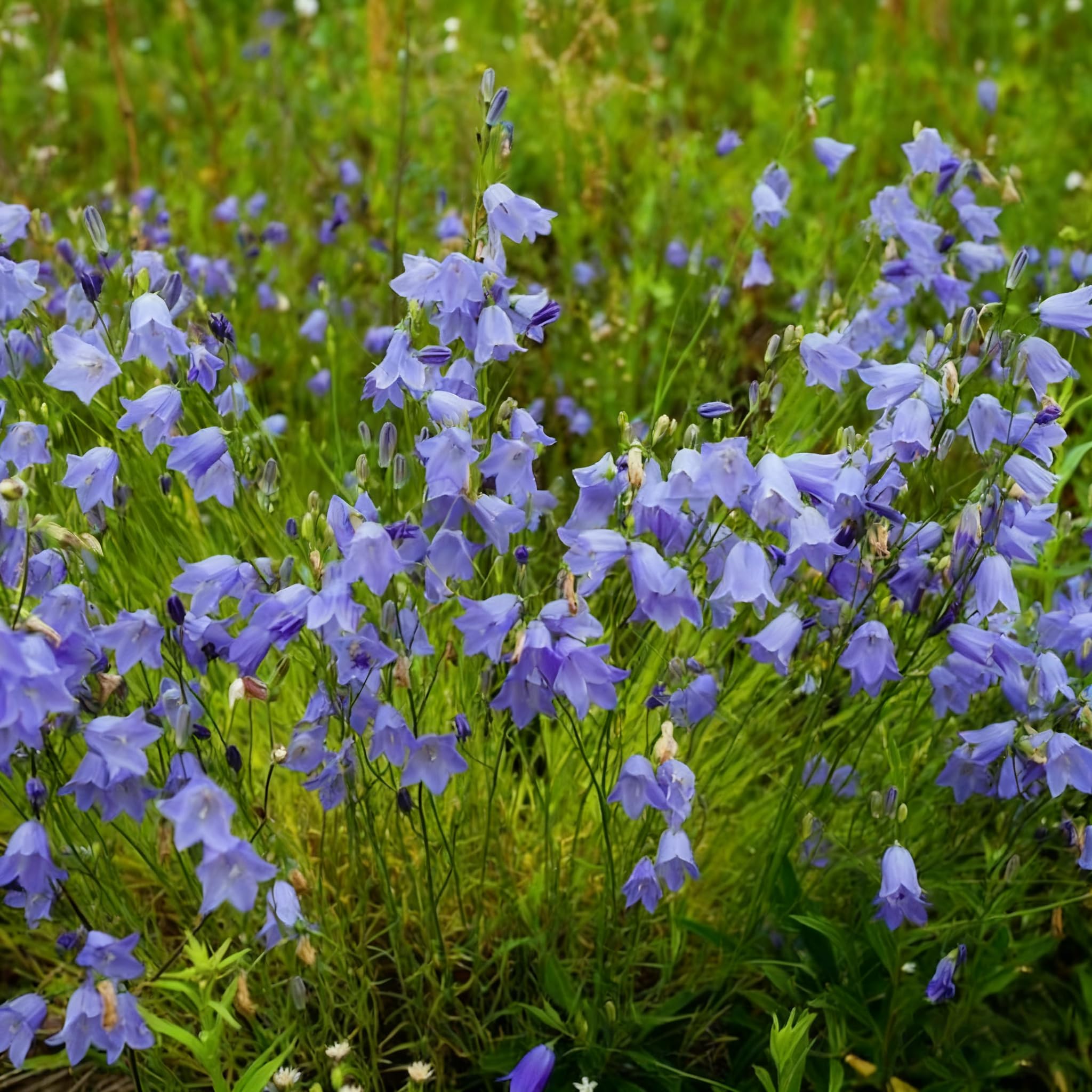 Generic Non-GMO bellflower seeds deliver blue blooms for cottage gardens.
