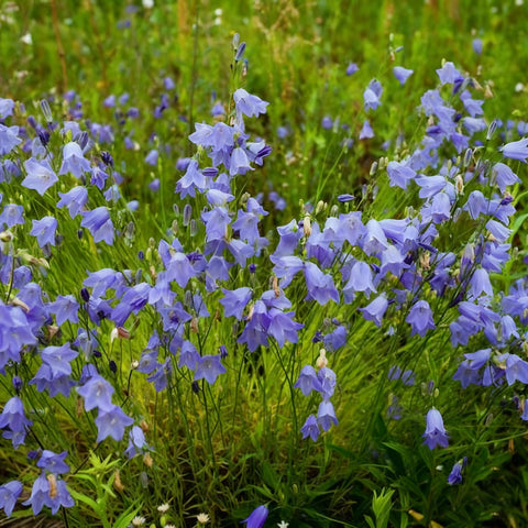 Generic Non-GMO bellflower seeds deliver blue blooms for cottage gardens.