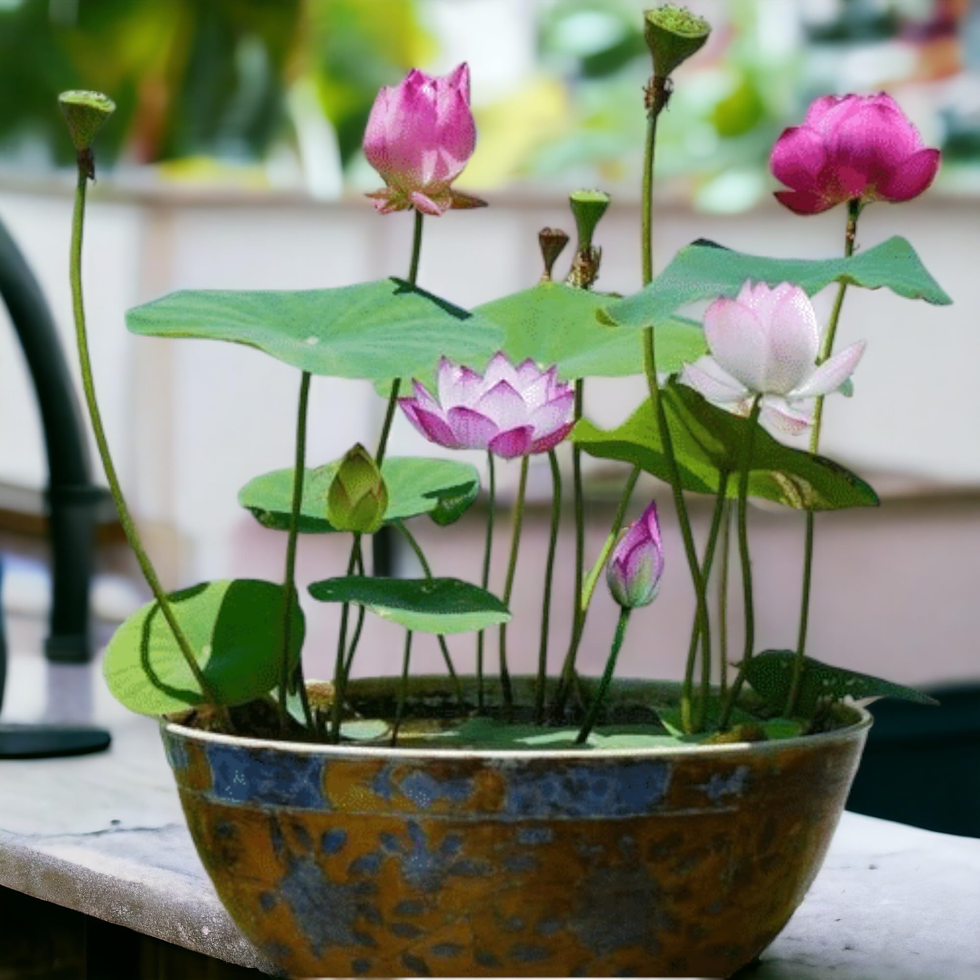 Generic non-GMO seeds for natural beauty without modification.