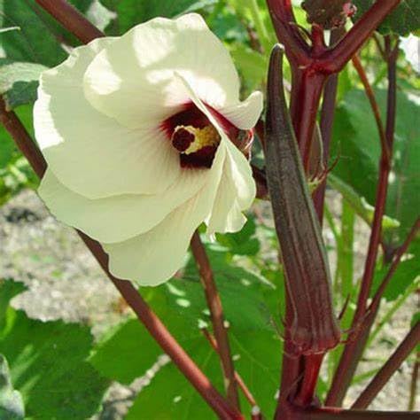 Generic okra plants growing in garden ready to produce burgundy pods