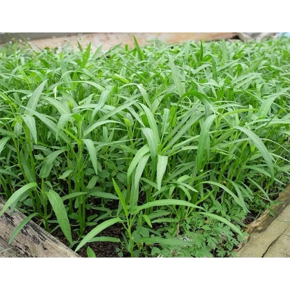 Generic Ong Choy seeds 100g pack ready to plant for a balcony garden harvest.