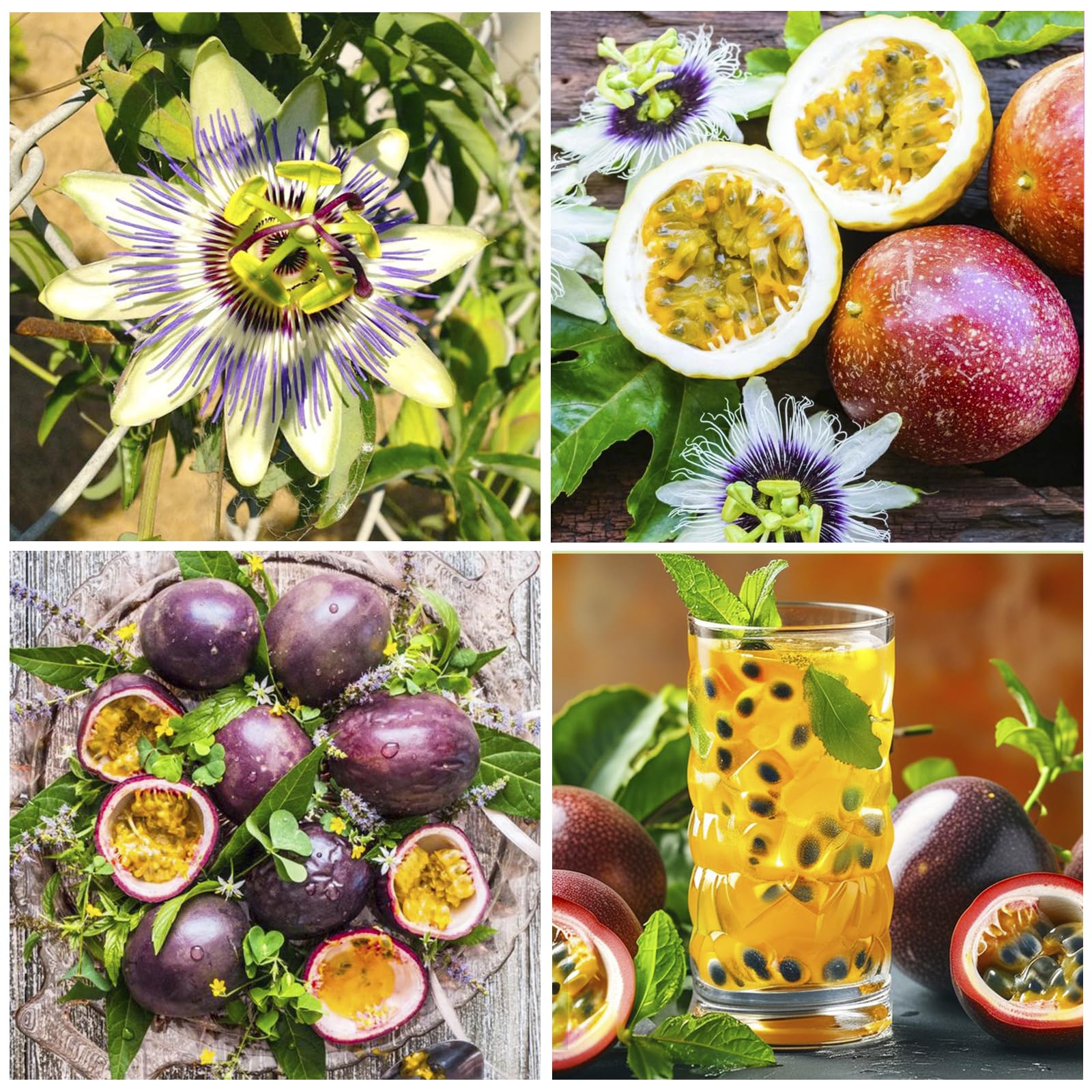 Generic passion fruit seedling growing outdoors for lush garden vines