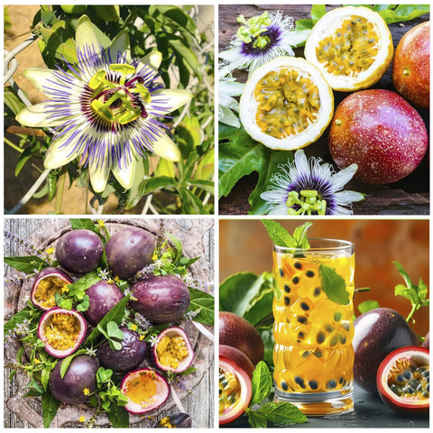 Generic passion fruit seedling growing outdoors for lush garden vines