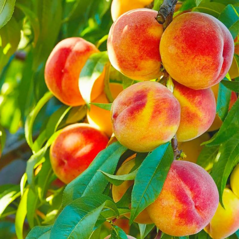 Generic peach seed collection pack for home planting and growing non-GMO heirloom trees.