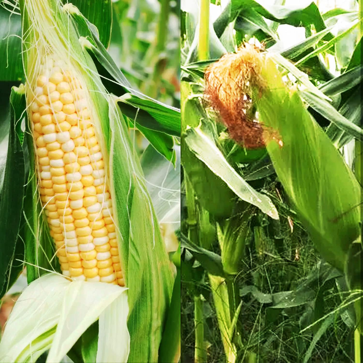 Peaches and Cream bi-color corn kernels shown for vibrant home gardens.
