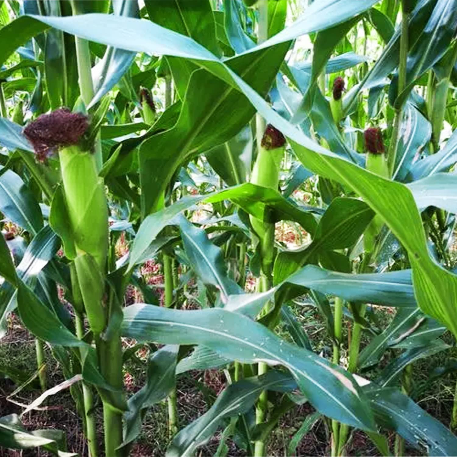 Peaches and Cream ears forming along a sunny row for fresh harvests.