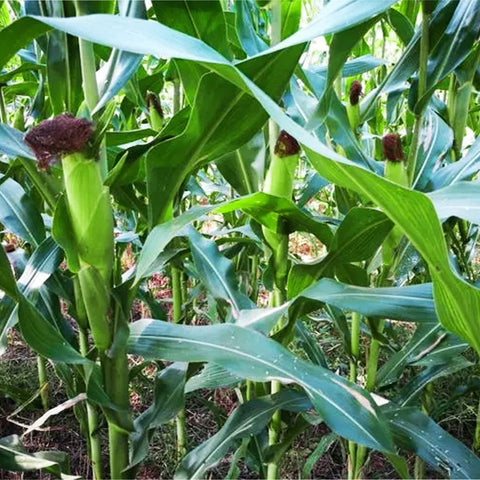 Peaches and Cream ears forming along a sunny row for fresh harvests.