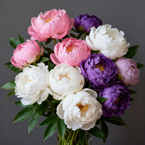 Generic Peony Seeds suitable for garden bed, border, and container displays