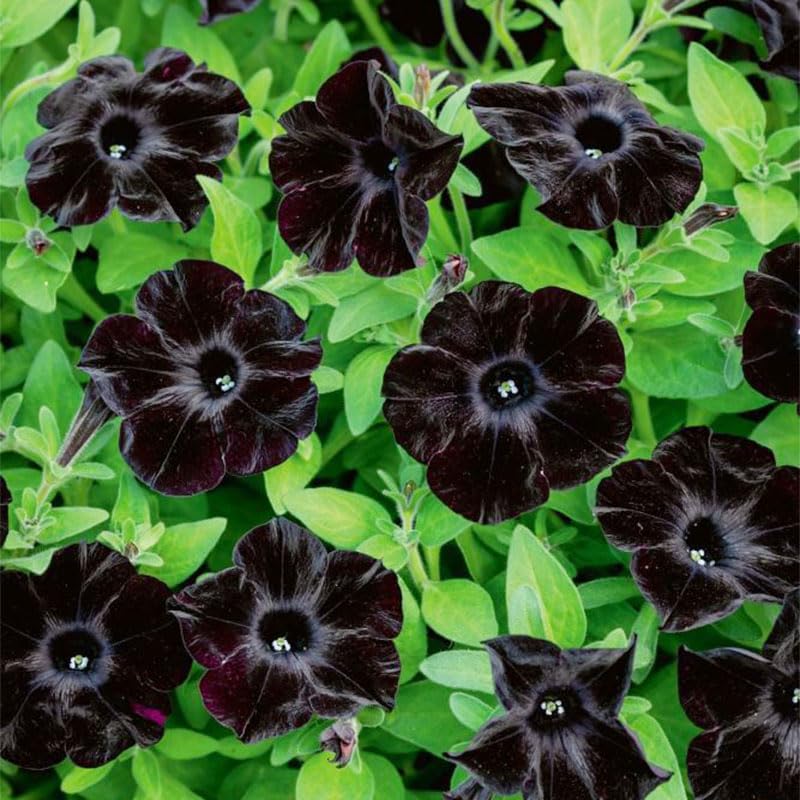 Generic 300+ black petunia seeds deliver vibrant color and extended display in sunny spots.