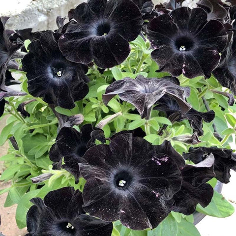 Generic petunia seeds for hanging baskets offer ongoing bloom from late spring to fall.
