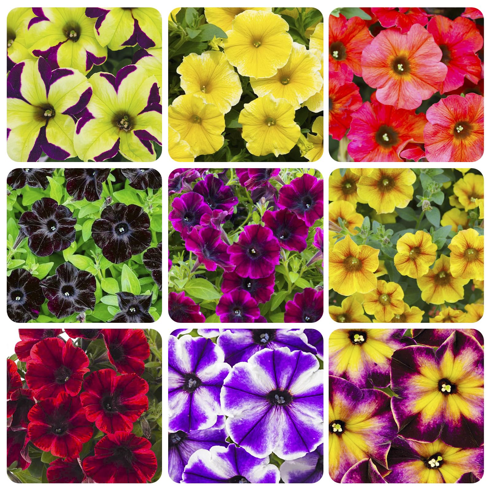 Generic Petunia Superstar bicolor petals close-up, ideal for bright window boxes.